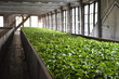 Tea leaves withering process in tea factory in Sri Lanka.