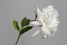 Tender White Peony Flower With Pink Speckle Isolated On Gray Background.