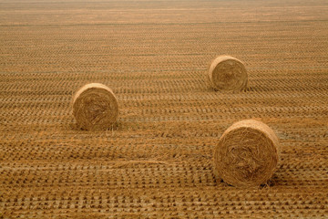 Canvas Print - a rice paddy after harvest