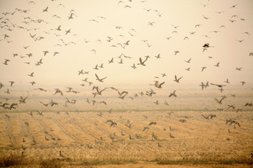 Wall Mural - migratory birds in autumn fields