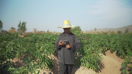 Wall Mural - Smart woman farmer holding tablet standing in cassava field for checking her cassava field. Agriculture and smart farmer success concept. footage b roll scene video 4k.