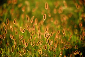 Canvas Print - foxtail