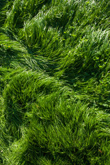 Lush green summer grass full frame background 