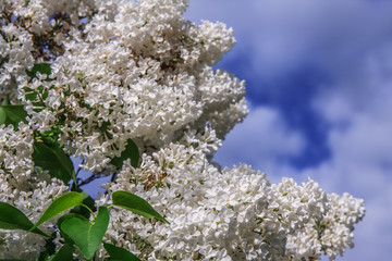 Wall Mural - Lilacs