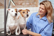 © Ihor - Two cute jack russel terrier dogs sitting on vet examination table, cheerful female veterinarian smiling joyfully