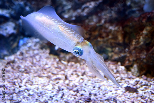 水中をふわふわ泳ぐ 神秘的に輝くアオリイカ Comprar Esta Foto De Stock Y Explorar Imagenes Similares En Adobe Stock Adobe Stock 水中をふわふわ泳ぐ 神秘的に輝くアオリイカ Comprar Esta Foto De Stock Y Explorar Imagenes Similares En Adobe Stock Adobe Stock