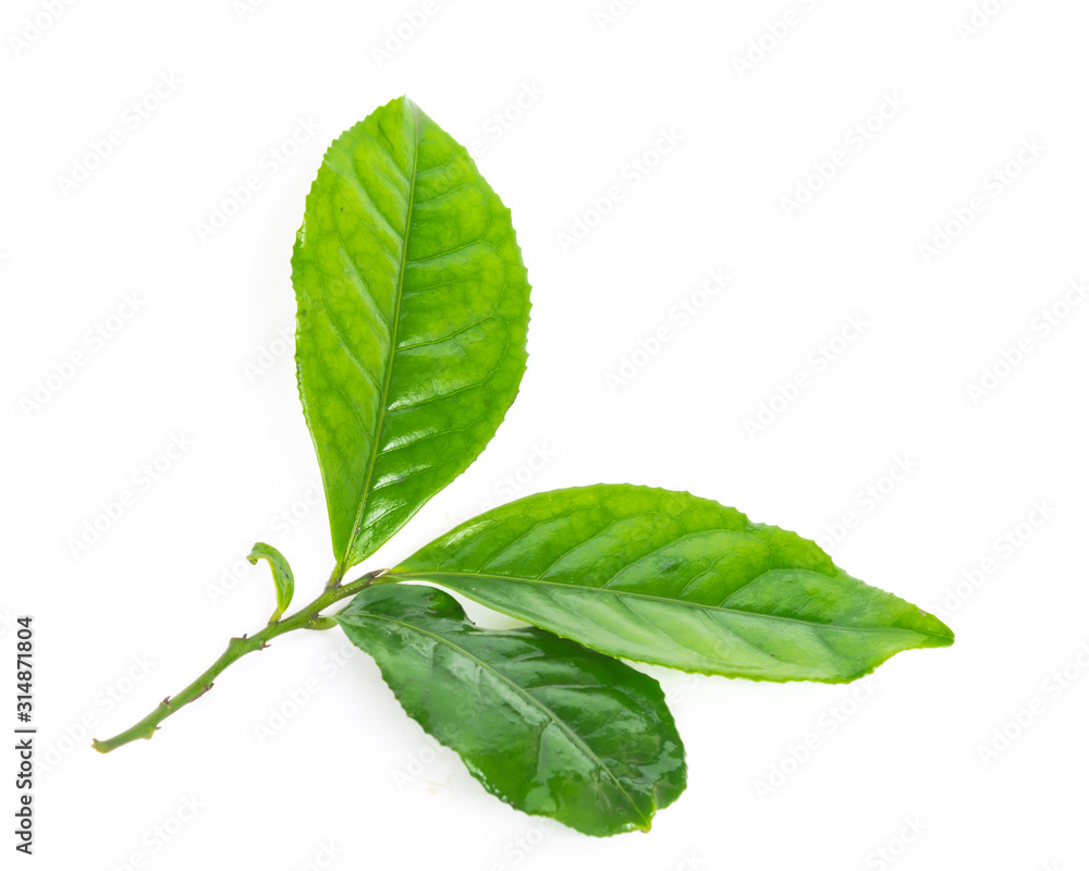 Studio shot organic green tea leaves branch isolated on white - obrazy, fototapety, plakaty 