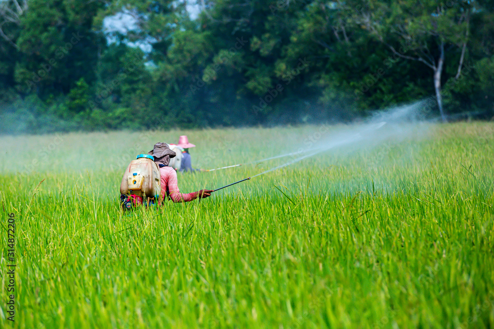 Farmers are using sprayers in rice fields. Stock Photo | Adobe Stock