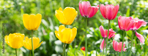 Dekoracja na wymiar  tulipany-kwitnace-w-ogrodzie-tlo-wiosna-kwiat