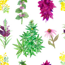 Watercolor Hand Painted Nature Herbal Plants Seamless Pattern With Green Hemp Branches, Mint And Melissa, Yellow Buttercup, Pink And Purple Amaranth, Acacia, Echinacea Flowers Isolated On The White