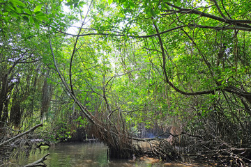  Mangrove