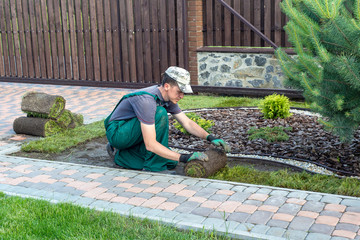 Wall Mural - Landscape Gardener Laying Turf For New Lawn