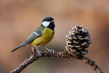 Wall Mural - Beautiful titmouse resting on a branch. Image with small European bird and with natural brown background.