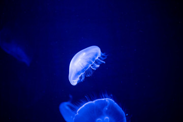 Wall Mural - jellyfish