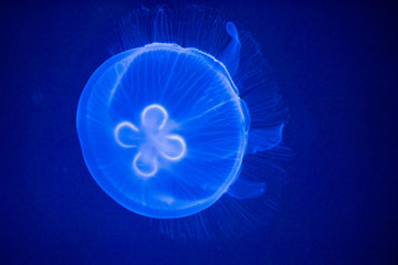 Poster - jellyfish