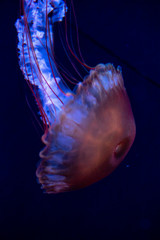 Poster - jellyfish