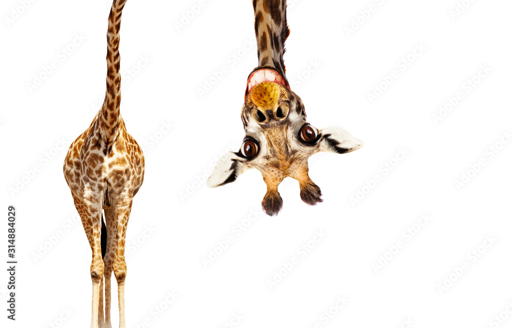 Fun cute upside down portrait of giraffe on white - obrazy, fototapety, plakaty 