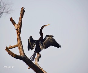 stork in nest