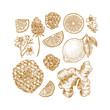 © Maria - Various botanical elements. Honey, flower, citrus clices, ginger. Vector illustration