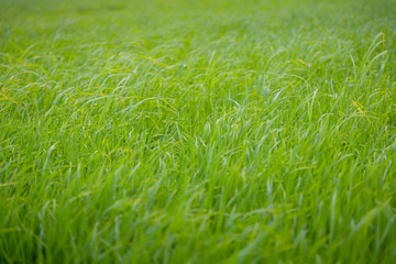 Wall Mural - green rice field grow in paddy farm in summer season