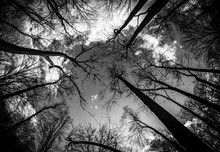 Looking Up In The Woods