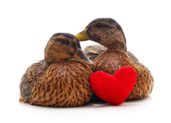 Poster - Large wild ducks with a toy heart.