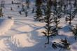 Baumschule mit Schnee im Winter zeigt Tannenbäume für Weihnachten und weiße Weihnachten mit Schneespaß für Skilanglauf und Wintersport zeigt Schneegestöber nach Schneesturm und Wintereinbruch