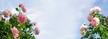 Wide Web Banner With Roses