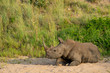 white rhinoceros in the wild
