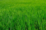 Fototapeta  - Rice field with a smooth green cover.