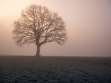Fototapeta Na sufit - Baum im Nebel