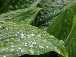 Wall Mural - green leaf texture with dew drops, close-up view