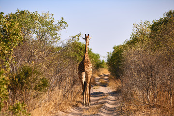 Canvas Print - Beautiful giraffe walks on a dirt road and walks away.