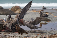 Southern Giant Petrel (Macronectes Giganteus), Northern Giant Petrel (Macronectes Halli) And Striated Caracara Feeding On The Carcass Of A Southern Elephant Seal On Sea Lion Island In The Falklands