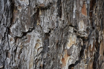 bark of a tree