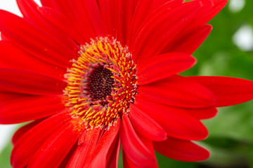 Wall Mural - gerbera flower growing