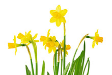 Many Daffodils On A White Background