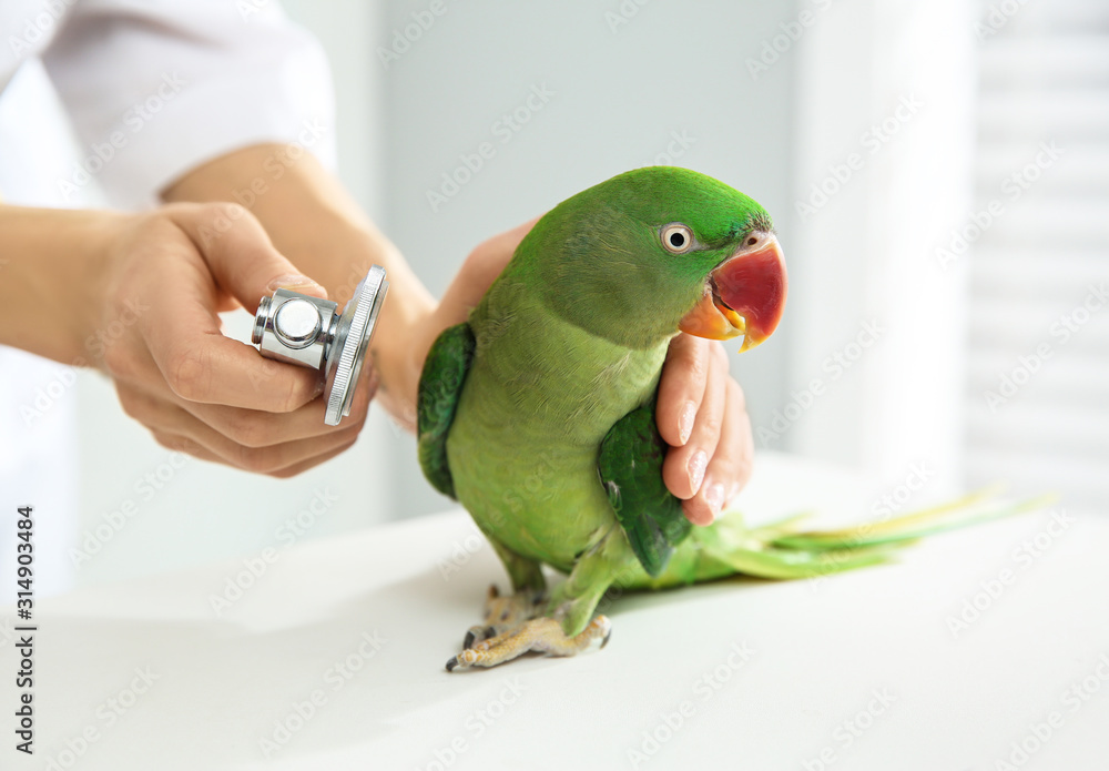 Veterinarian examining Alexandrine parakeet in clinic, closeup - obrazy, fototapety, plakaty 