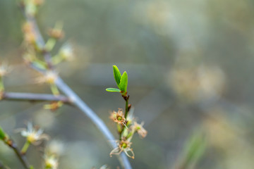 Wall Mural - Fresh Budding Leaf Macro Shoot