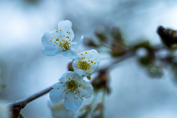 Wall Mural - White Cherry Tree Flowers at Spring