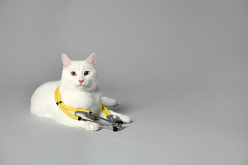 Cute cat with stethoscope as veterinarian on grey background. Space for text