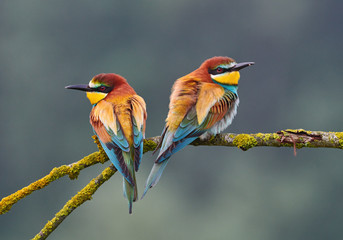 two beautiful bee eater (merops apiaster).