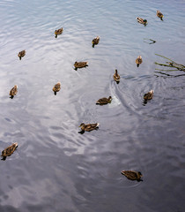 Ducks on a small lake swim and look for food. An ideal place for these beautiful birds.