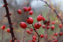 Beautiful Red Berries On A Hawthorn Bush: Macro Shot