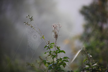 Wall Mural - Cobwebs on the grass and branches of trees. The web grid is illuminated by the morning sunlight