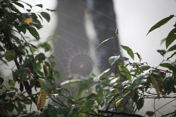 Wall Mural - Cobwebs on the grass and branches of trees. The web grid is illuminated by the morning sunlight