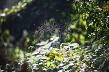 Wall Mural - Cobwebs on the grass and branches of trees. The web grid is illuminated by the morning sunlight