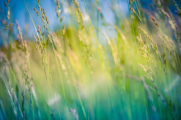 Beautiful close up ecology nature landscape with meadow. Abstract grass background. Artistic and blurred bokeh nature meadow field, peaceful nature