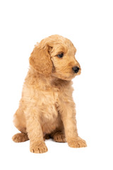 Wall Mural - Cute labradoodle puppy sitting looking at the camera isolated on a white background with space for text