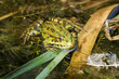 pool frog (Pelophylax lessonae) in water